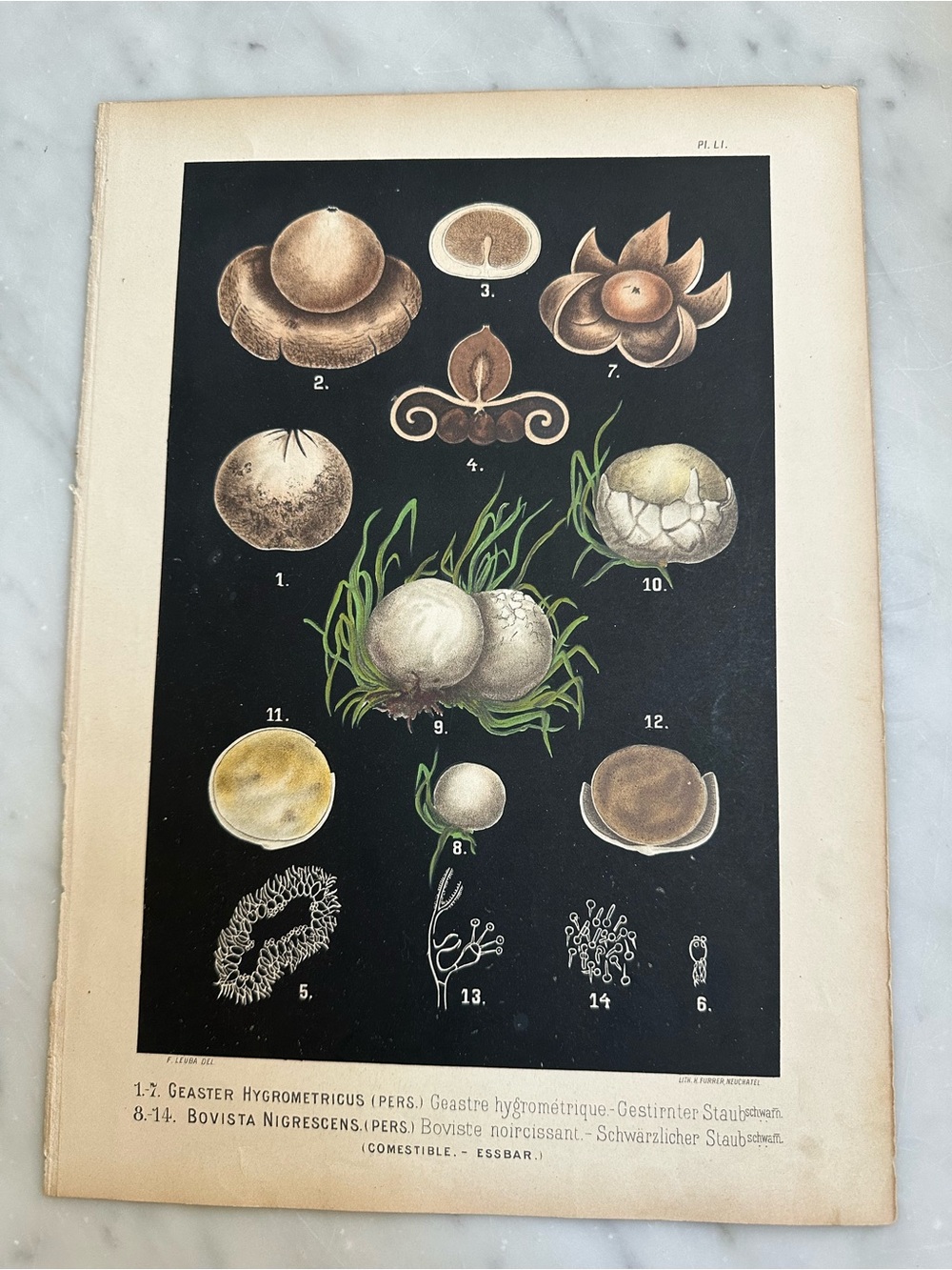 1890 antique Mushroom Fritz Leuba chromolithograph